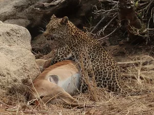 Leopardo en el Parque Nacional Kruger