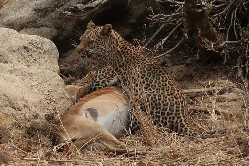 Leopardo en el Parque Nacional Kruger
